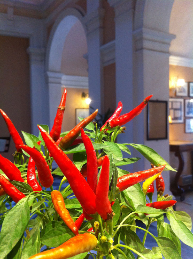 Il peperoncino al Royal Victoria Hotel