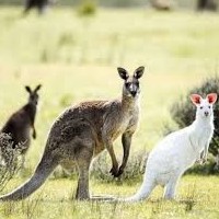 Wildlife Park Gallorose in Livorno