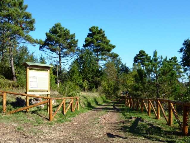 The woods of Cerbaie