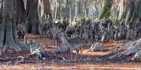 Parque San Rossore Massaciuccoli a Pisa