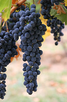 Vino e strade del vino pisane